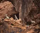 Three bighorn sheep standing on sandstone ledges below a rock overhang