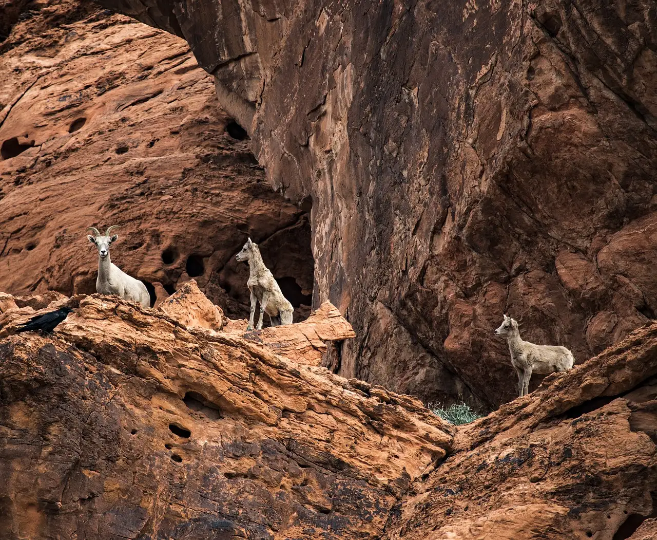 Three bighorn sheep standing on sandstone ledges below a rock overhang