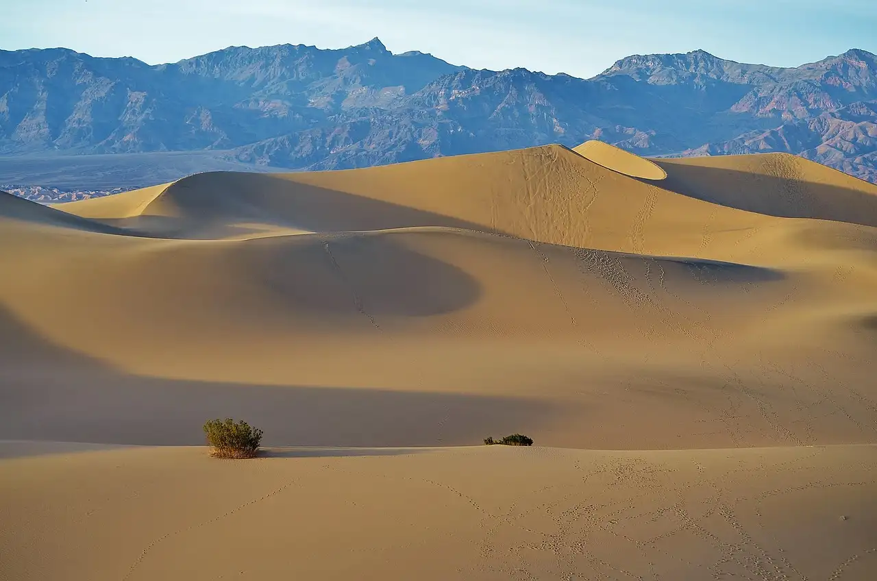 Golden sand dunes with a few shrubs below a long line of rugged mountains