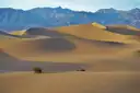 Golden sand dunes with a few shrubs below a long line of rugged mountains