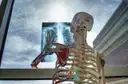 Teaching skeleton model with painted muscle markings holding a chest X-ray to a window