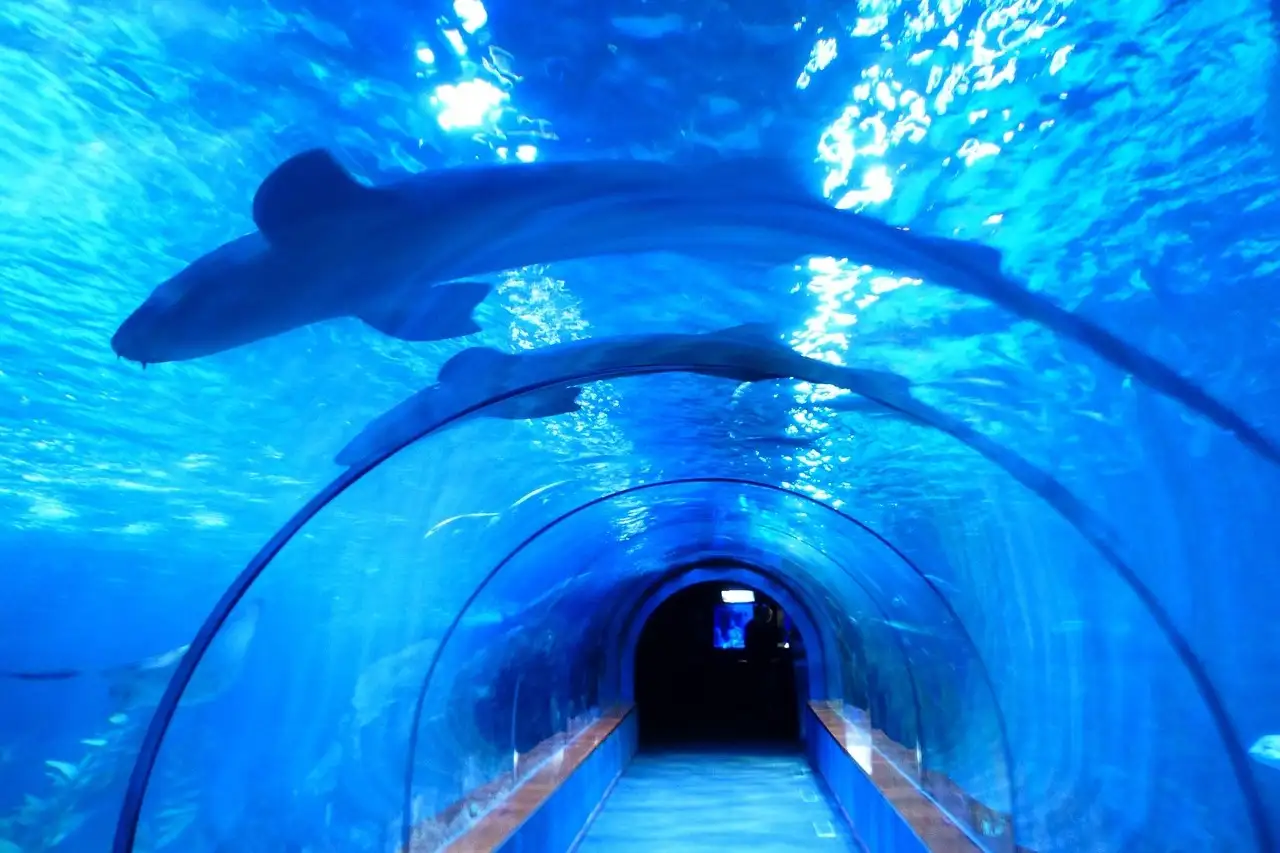 Walk-through aquarium tunnel with two sharks gliding over the glass arch in bright blue water