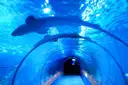 Walk-through aquarium tunnel with two sharks gliding over the glass arch in bright blue water