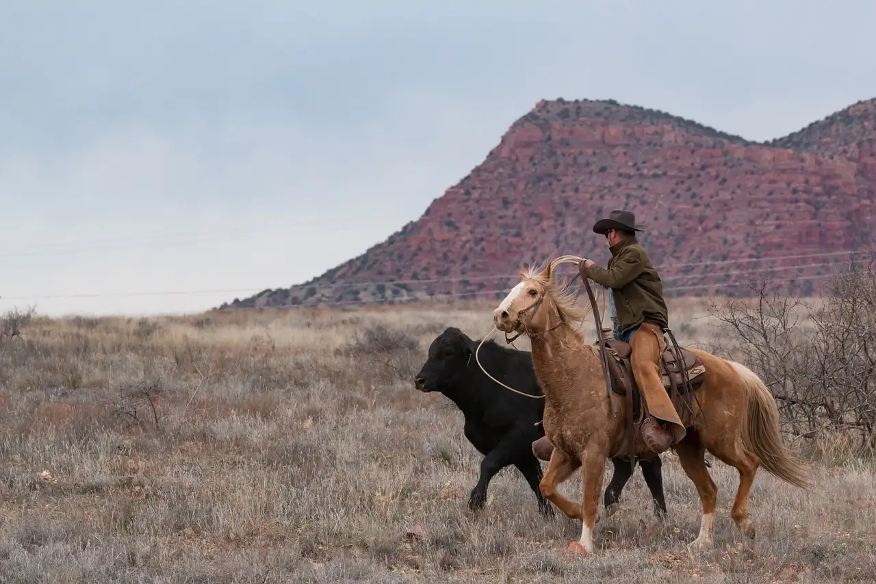 Cowboy on a palomino horse driving a black cow below a red mesa