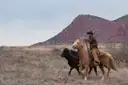 Cowboy on a palomino horse driving a black cow below a red mesa