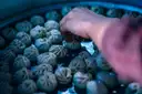 Hand picking a dumpling from a tray of steamed dumplings