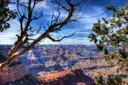 Juniper branches framing a wide view over the layered canyon