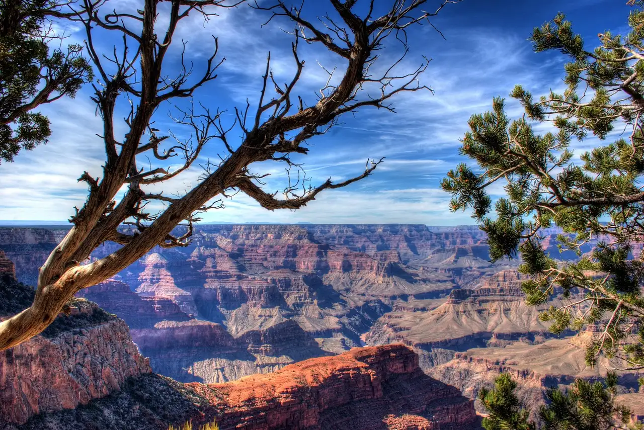 Juniper branches framing a wide view over the layered canyon
