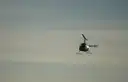 Small helicopter flying in a grey evening sky