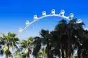 The High Roller wheel rising above palm trees