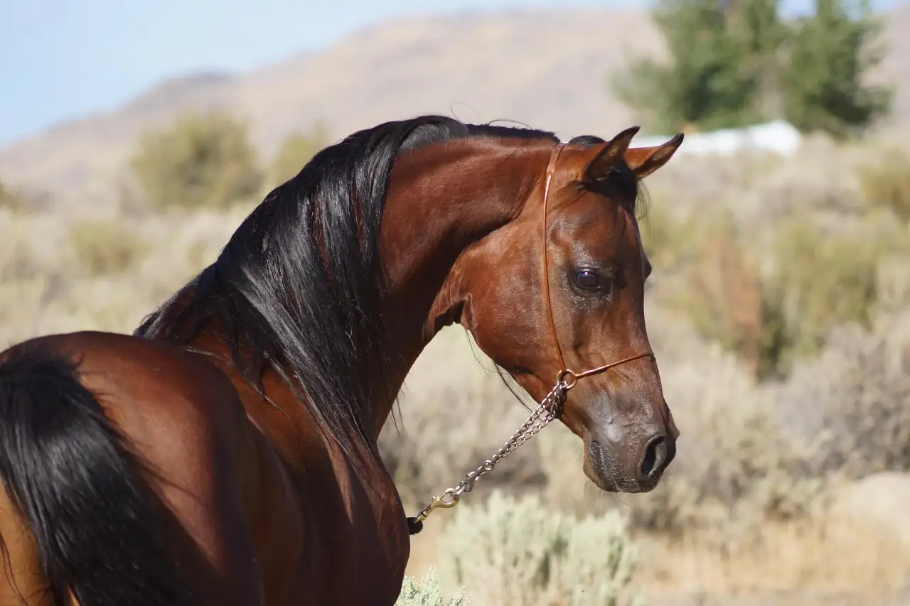 Bay horse standing in sagebrush with desert hills behind