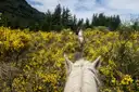 View between a white horse's ears along a trail, other riders ahead