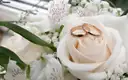 Two gold wedding rings resting on a cream rose