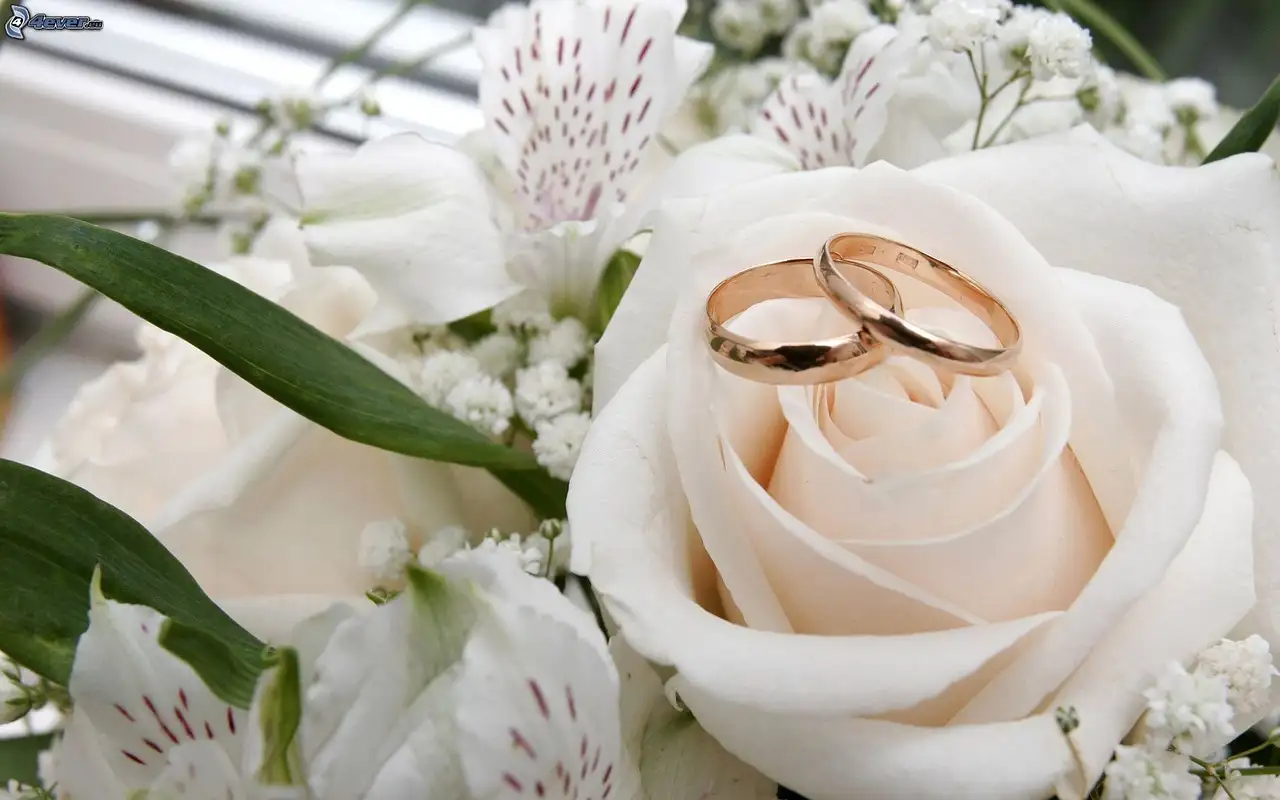 Two gold wedding rings resting on a cream rose