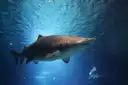 Sand tiger shark swimming through a big blue aquarium tank, a second shark behind it