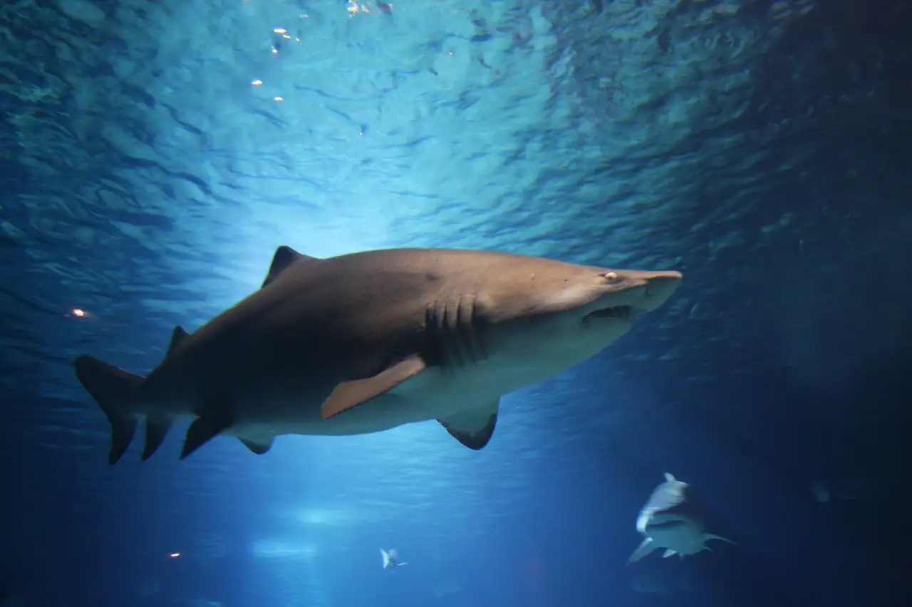 Sand tiger shark swimming through a big blue aquarium tank, a second shark behind it