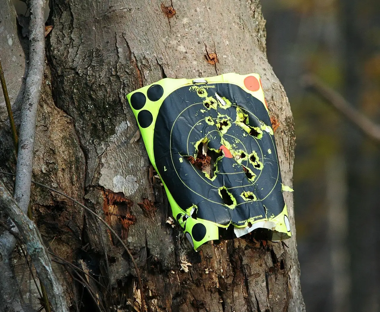 Paper target full of bullet holes pinned to a tree