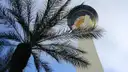 The STRAT tower's observation pod seen from below by day, behind the fronds of a palm tree