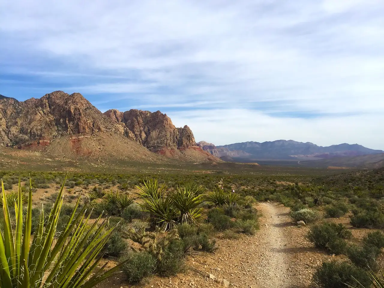 A dirt trail through yucca and desert scrub toward rocky mountains